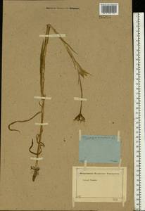 Tragopogon orientalis L., Eastern Europe, Moscow region (E4a) (Russia)