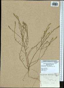Corispermum declinatum Steph. ex Stev., Eastern Europe, Central region (E4) (Russia)
