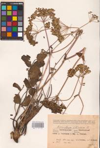 Heracleum sphondylium subsp. sibiricum (L.) Simonk., Eastern Europe, Lower Volga region (E9) (Russia)