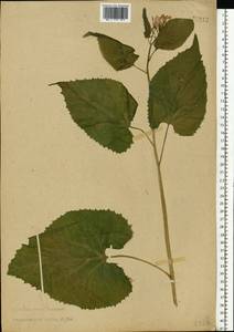 Lunaria rediviva L., Eastern Europe, North-Western region (E2) (Russia)