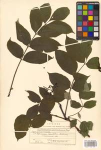 Phellodendron amurense var. sachalinense F.Schmidt, Siberia, Russian Far East (S6) (Russia)