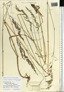 Festuca orientalis (Boiss.) B.Fedtsch., Eastern Europe, Northern region (E1) (Russia)