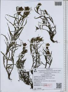 Castilleja pallida (L.) Kunth, Siberia, Russian Far East (S6) (Russia)