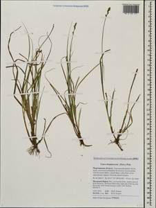 Carex brunnescens (Pers.) Poir., Eastern Europe, Northern region (E1) (Russia)