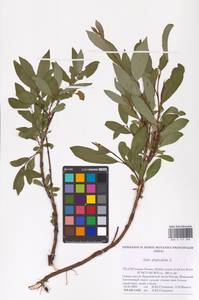 Salix phylicifolia L., Eastern Europe, Northern region (E1) (Russia)