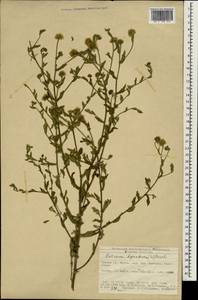 Pulicaria dysenterica (L.) Bernh., South Asia, South Asia (Asia outside ex-Soviet states and Mongolia) (ASIA) (Turkey)