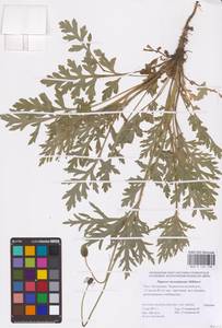 Papaver dubium subsp. stevenianum (Mikheev) Kubát & Šípošová, Eastern Europe, Lower Volga region (E9) (Russia)