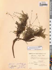 Eremogone jakutorum (A.P.Khokhr) N.S.Pavlova, Siberia, Yakutia (S5) (Russia)