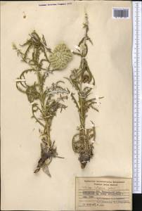 Echinops talassicus Golosk., Middle Asia, Western Tian Shan & Karatau (M3) (Kyrgyzstan)