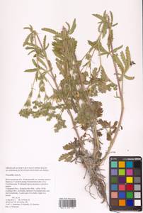 Potentilla recta L., Eastern Europe, Lower Volga region (E9) (Russia)
