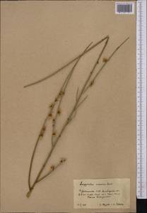 Prunus scoparia (Spach) C. K. Schneid., Middle Asia, Kopet Dag, Badkhyz, Small & Great Balkhan (M1) (Turkmenistan)