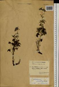 Delphinium chamissonis Pritz. ex Walp., Siberia, Chukotka & Kamchatka (S7) (Russia)