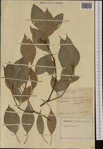 Cinnamomum camphora (L.) J. Presl, Western Europe (EUR) (Italy)