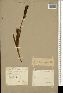 Gymnadenia conopsea (L.) R.Br., Caucasus, Georgia (K4) (Georgia)