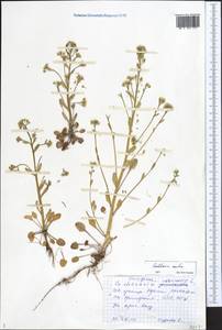 Cochlearia groenlandica L., Eastern Europe, Northern region (E1) (Russia)