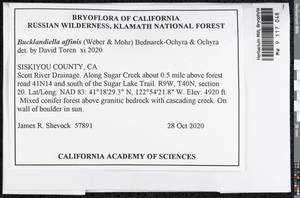 Bucklandiella affinis (Schleich. ex F. Weber & D. Mohr) Bedn.-Ochyra & Ochyra, Bryophytes, Bryophytes - America (BAm) (United States)