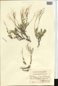 Rhammatophyllum fruticulosum (C.A. Mey.) Al-Shehbaz, Middle Asia, Dzungarian Alatau & Tarbagatai (M5) (Kazakhstan)