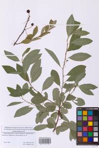 Prunus fruticosa Pall., Eastern Europe, Moscow region (E4a) (Russia)