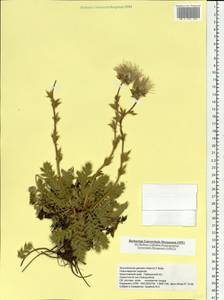 Geum glaciale Adams ex Fisch., Siberia, Central Siberia (S3) (Russia)