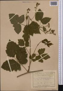 Rubus caesius L., Middle Asia, Kopet Dag, Badkhyz, Small & Great Balkhan (M1) (Turkmenistan)