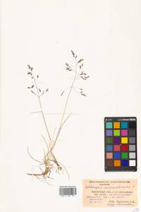 Deschampsia cespitosa (L.) P.Beauv., Siberia, Chukotka & Kamchatka (S7) (Russia)