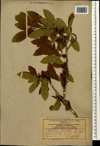 Crataegus germanica (L.) K.Koch ex Kuntze, Caucasus, Azerbaijan (K6) (Azerbaijan)