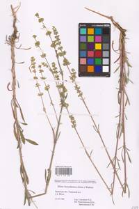 Silene borysthenica (Gruner) Walters, Eastern Europe, Western region (E3) (Russia)