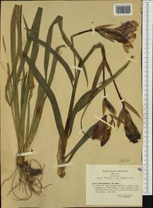 Iris aphylla L., Western Europe (EUR) (Italy)