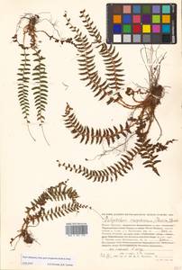 Polystichum craspedosorum (Maxim.) Diels, Siberia, Russian Far East (S6) (Russia)