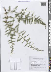 Asparagus acutifolius L., Western Europe (EUR) (Spain)