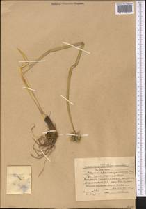Allium atrosanguineum Schrenk, Middle Asia, Western Tian Shan & Karatau (M3) (Kyrgyzstan)