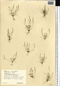 Myosurus minimus L., Eastern Europe, Middle Volga region (E8) (Russia)
