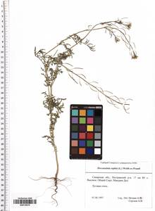 Descurainia sophia (L.) Webb ex Prantl, Eastern Europe, Middle Volga region (E8) (Russia)