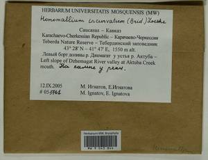 Homomallium incurvatum (Schrad. ex Brid.) Loeske, Bryophytes, Bryophytes - North Caucasus & Ciscaucasia (B12) (Russia)