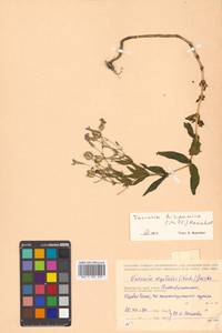 Gypsophila vaccaria (L.) Sm., Siberia, Russian Far East (S6) (Russia)