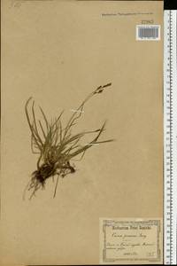 Carex caryophyllea Latourr., Eastern Europe, North Ukrainian region (E11) (Ukraine)