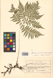 Athyrium spinulosum (Maxim.) Milde, Siberia, Russian Far East (S6) (Russia)