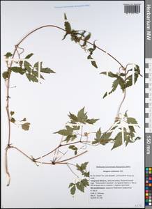 Clematis ochotensis (Pall.) Poir., Siberia, Russian Far East (S6) (Russia)