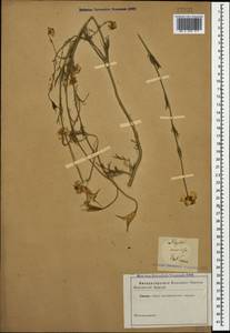 Nigella arvensis L., Caucasus (no precise locality) (K0)