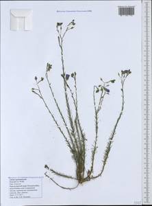 Linum austriacum subsp. squamulosum (Juz.), Caucasus, Black Sea Shore (from Novorossiysk to Adler) (K3) (Russia)