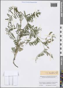 Vicia tenuifolia Roth, Eastern Europe, Middle Volga region (E8) (Russia)