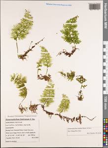 Hymenophyllum badium Hook. & Grev., South Asia, South Asia (Asia outside ex-Soviet states and Mongolia) (ASIA) (Vietnam)