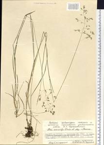 Poa macrocalyx Trautv. & C.A.Mey., Siberia, Chukotka & Kamchatka (S7) (Russia)