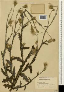Carduus pycnocephalus subsp. cinereus (M. Bieb.) Davis, Crimea (KRYM) (Russia)