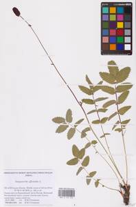 Sanguisorba officinalis L., Eastern Europe, Northern region (E1) (Russia)