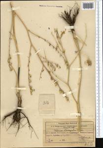 Delphinium albomarginatum Simonova, Middle Asia, Western Tian Shan & Karatau (M3) (Kazakhstan)