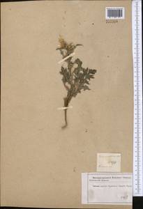Carduus pycnocephalus, Middle Asia, Karakum (M6) (Turkmenistan)