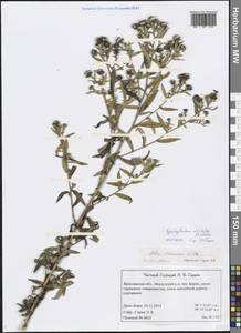 Symphyotrichum novi-belgii (L.) G. L. Nesom, Eastern Europe, Central forest region (E5) (Russia)