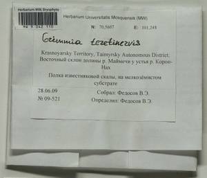 Schistidium teretinerve (Limpr.) Limpr., Bryophytes, Bryophytes - Krasnoyarsk Krai, Tyva & Khakassia (B17) (Russia)