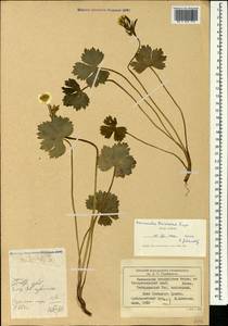 Ranunculus baidarae Rupr., Caucasus, Stavropol Krai, Karachay-Cherkessia & Kabardino-Balkaria (K1b) (Russia)
